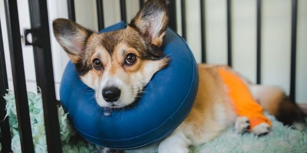 Dog cone collar outlet in crate